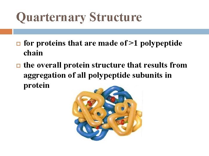 Quarternary Structure for proteins that are made of >1 polypeptide chain the overall protein