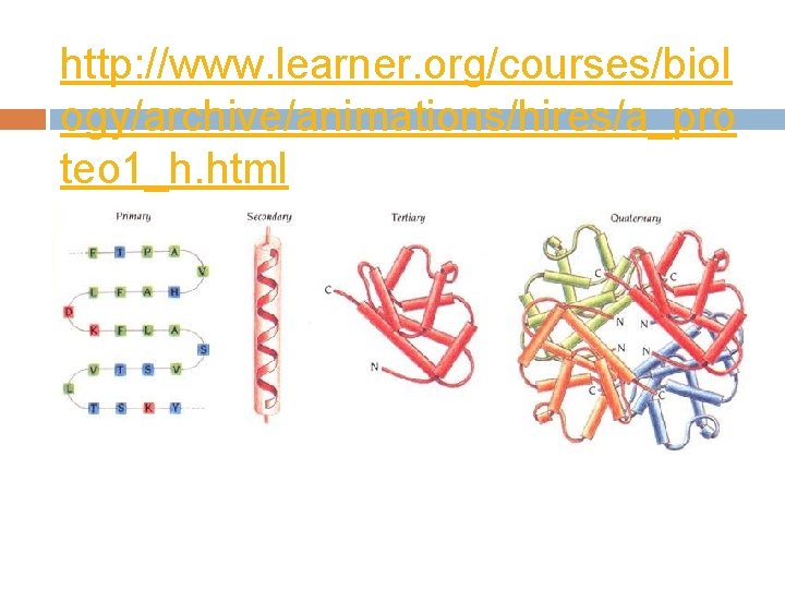 http: //www. learner. org/courses/biol ogy/archive/animations/hires/a_pro teo 1_h. html 
