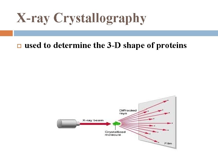 X-ray Crystallography used to determine the 3 -D shape of proteins 