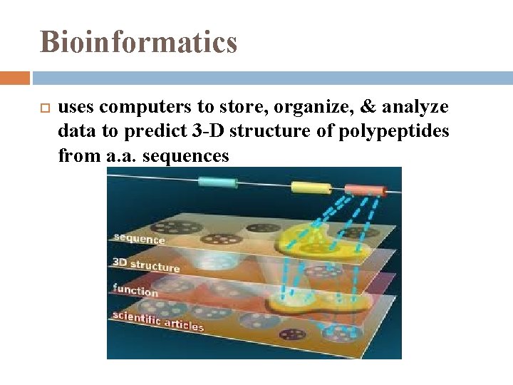 Bioinformatics uses computers to store, organize, & analyze data to predict 3 -D structure