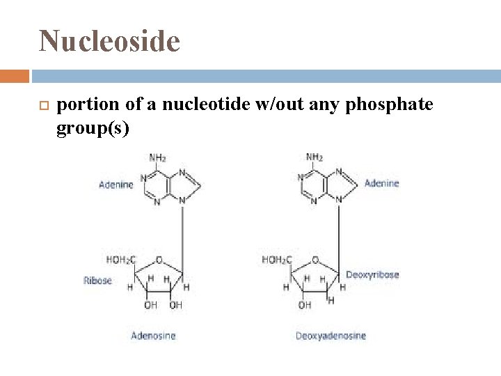 Nucleoside portion of a nucleotide w/out any phosphate group(s) 