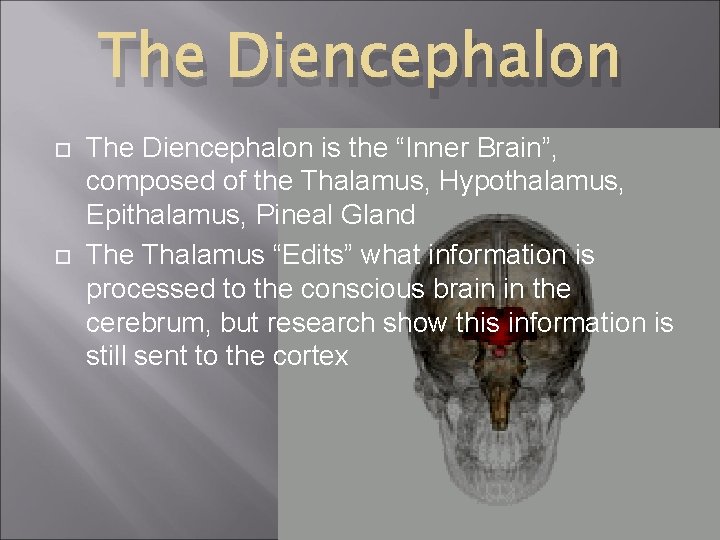 The Diencephalon is the “Inner Brain”, composed of the Thalamus, Hypothalamus, Epithalamus, Pineal Gland The Diencephalon is the “Inner Brain”, composed of the Thalamus, Hypothalamus, Epithalamus, Pineal Gland