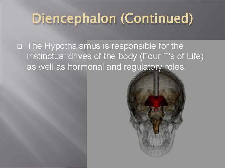 Diencephalon (Continued) The Hypothalamus is responsible for the instinctual drives of the body (Four Diencephalon (Continued) The Hypothalamus is responsible for the instinctual drives of the body (Four