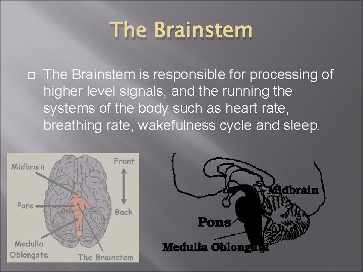 The Brainstem is responsible for processing of higher level signals, and the running the The Brainstem is responsible for processing of higher level signals, and the running the