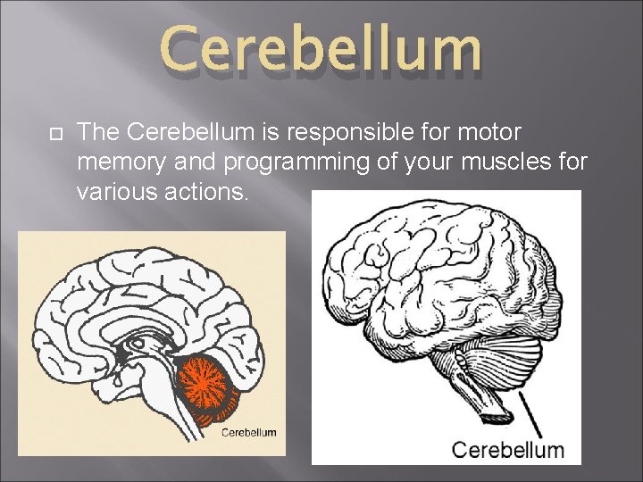 Cerebellum The Cerebellum is responsible for motor memory and programming of your muscles for Cerebellum The Cerebellum is responsible for motor memory and programming of your muscles for