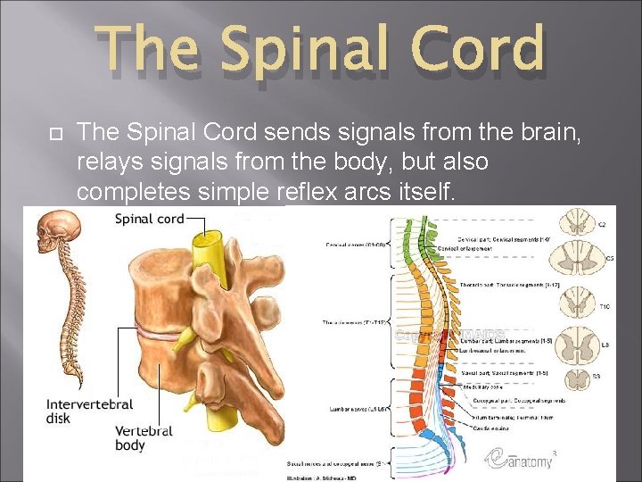 The Spinal Cord sends signals from the brain, relays signals from the body, but The Spinal Cord sends signals from the brain, relays signals from the body, but
