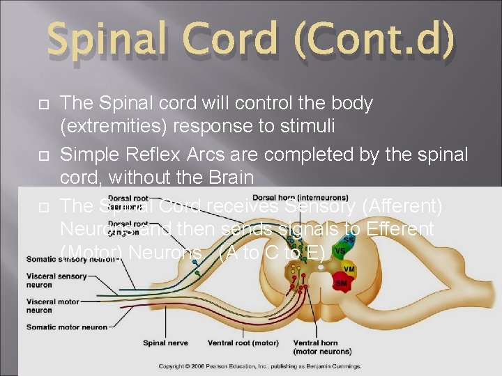 Spinal Cord (Cont. d) The Spinal cord will control the body (extremities) response to Spinal Cord (Cont. d) The Spinal cord will control the body (extremities) response to