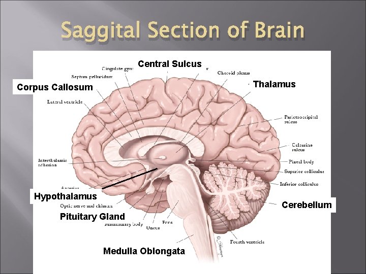 Saggital Section of Brain Central Sulcus Thalamus Corpus Callosum Hypothalamus Cerebellum Pituitary Gland Medulla Saggital Section of Brain Central Sulcus Thalamus Corpus Callosum Hypothalamus Cerebellum Pituitary Gland Medulla