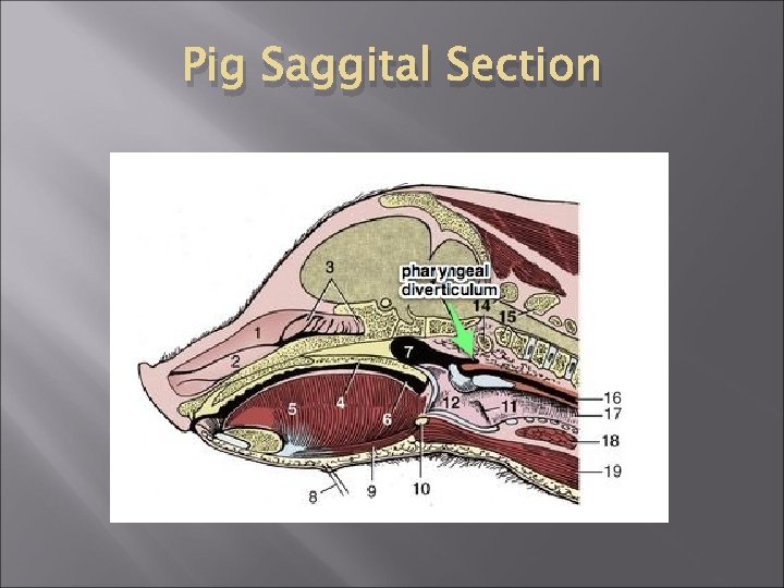 Pig Saggital Section Pig Saggital Section