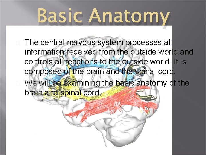 Basic Anatomy The central nervous system processes all information received from the outside world Basic Anatomy The central nervous system processes all information received from the outside world