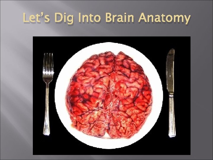 Let’s Dig Into Brain Anatomy Let’s Dig Into Brain Anatomy