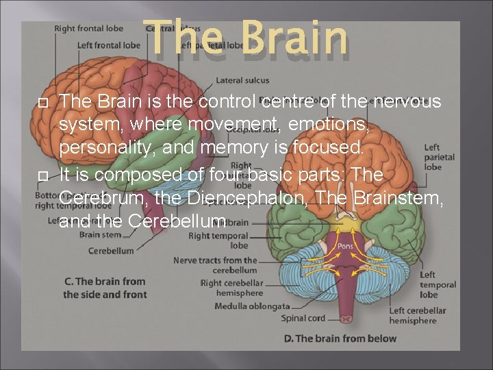The Brain is the control centre of the nervous system, where movement, emotions, personality, The Brain is the control centre of the nervous system, where movement, emotions, personality,