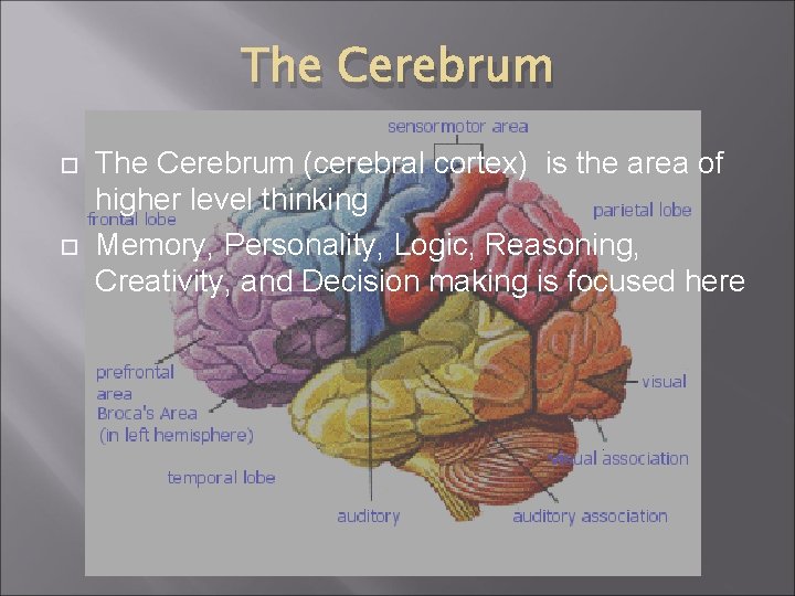 The Cerebrum (cerebral cortex) is the area of higher level thinking Memory, Personality, Logic, The Cerebrum (cerebral cortex) is the area of higher level thinking Memory, Personality, Logic,