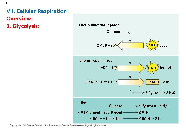 LE 9 -8 VII. Cellular Respiration Overview: 1. Glycolysis: Energy investment phase Glucose 2