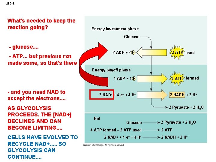 LE 9 -8 What's needed to keep the reaction going? Energy investment phase Glucose