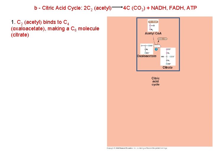 b - Citric Acid Cycle: 2 C 2 (acetyl) 1. C 2 (acetyl) binds