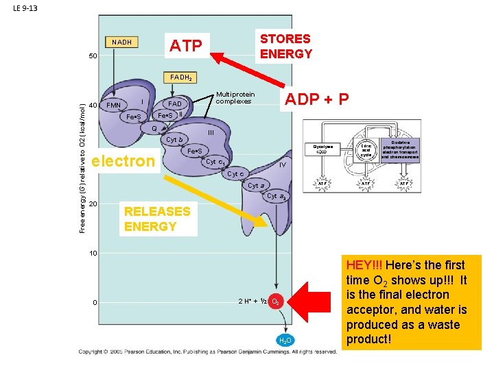 LE 9 -13 STORES ENERGY ATP NADH 50 Free energy (G) relative to O
