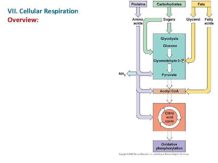 VII. Cellular Respiration Overview: 