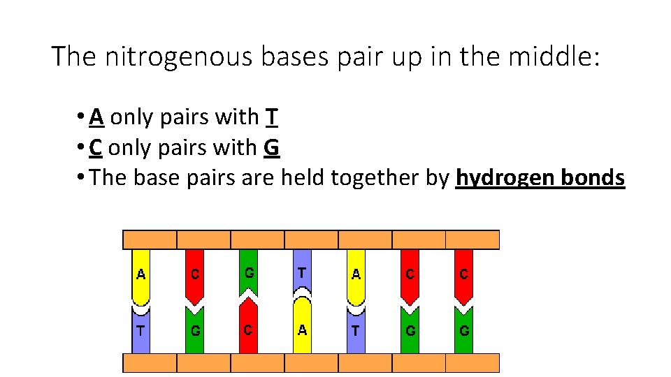 The nitrogenous bases pair up in the middle: • A only pairs with T