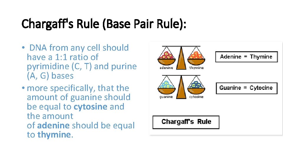 Chargaff's Rule (Base Pair Rule): • DNA from any cell should have a 1: