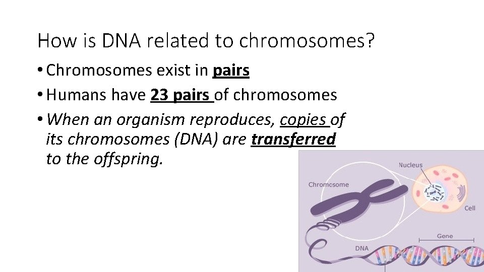 How is DNA related to chromosomes? • Chromosomes exist in pairs • Humans have