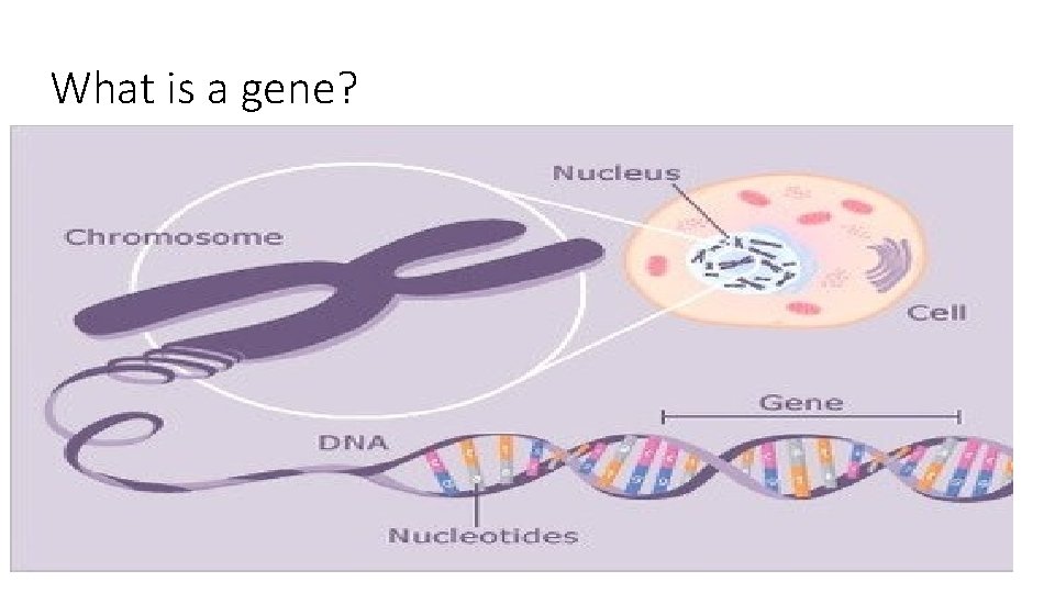 What is a gene? • A gene is a short section of the DNA
