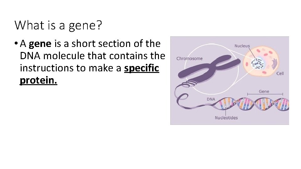 What is a gene? • A gene is a short section of the DNA