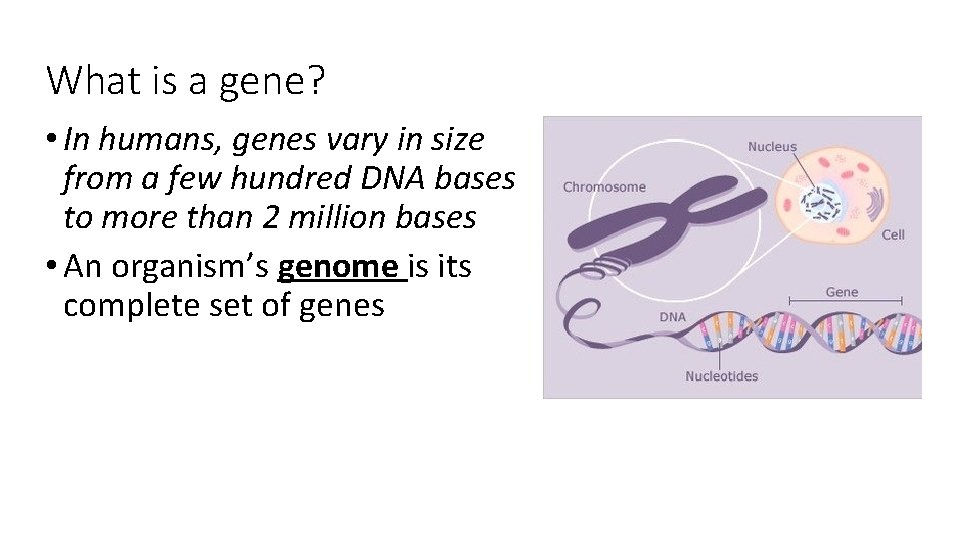 What is a gene? • In humans, genes vary in size from a few