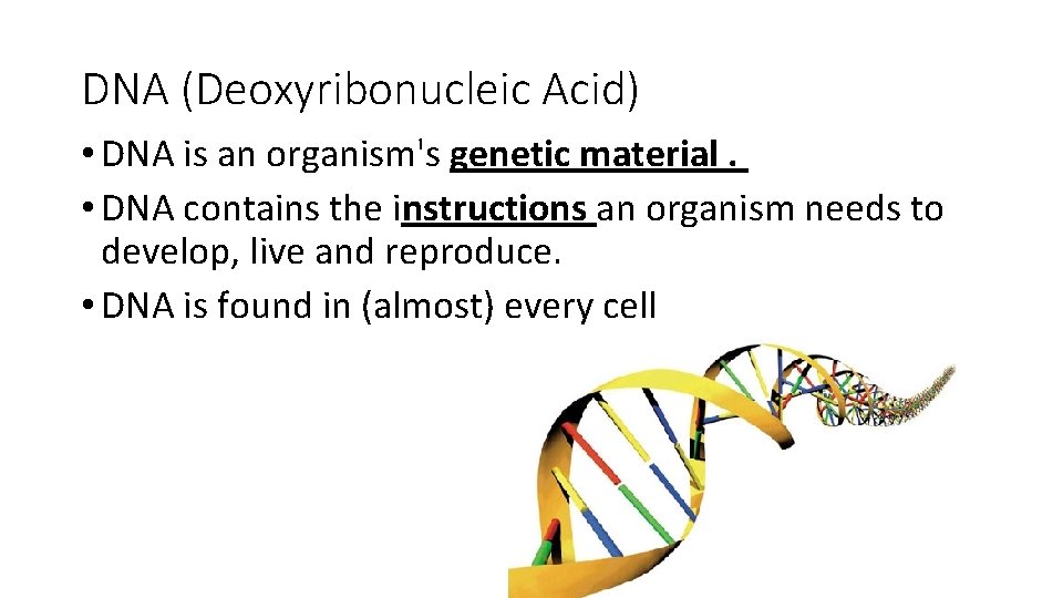 DNA (Deoxyribonucleic Acid) • DNA is an organism's genetic material. • DNA contains the