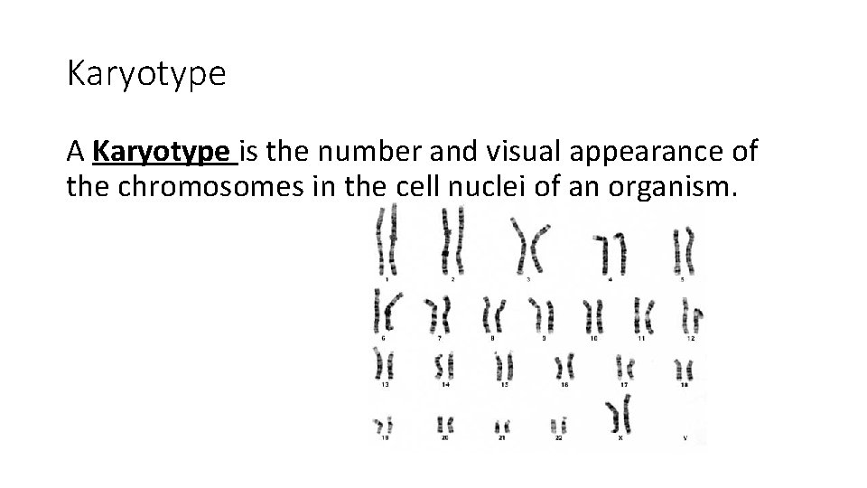 Karyotype A Karyotype is the number and visual appearance of the chromosomes in the