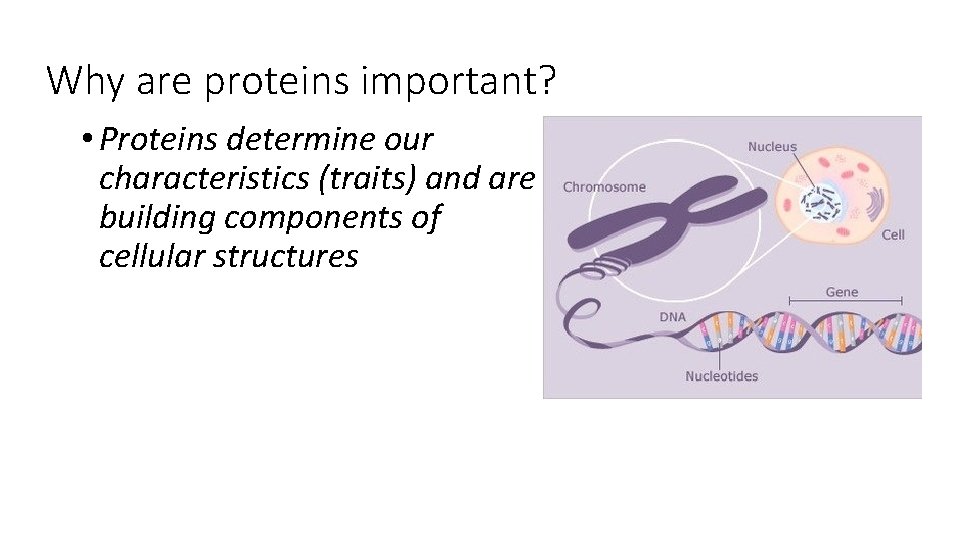 Why are proteins important? • Proteins determine our characteristics (traits) and are building components