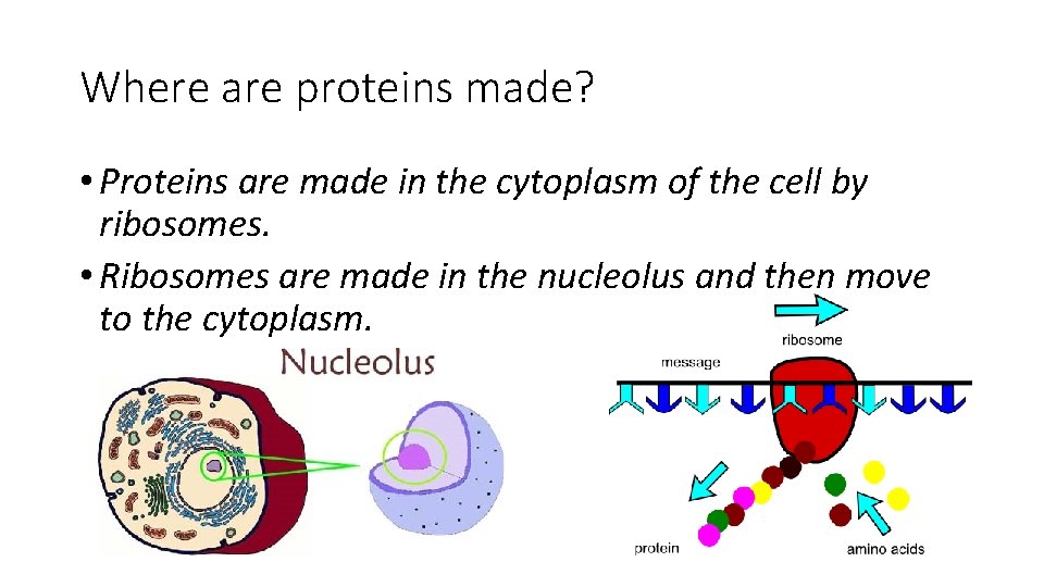Where are proteins made? • Proteins are made in the cytoplasm of the cell