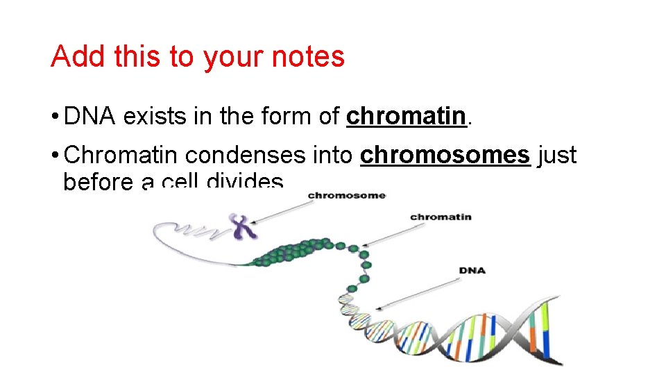 Add this to your notes • DNA exists in the form of chromatin. •