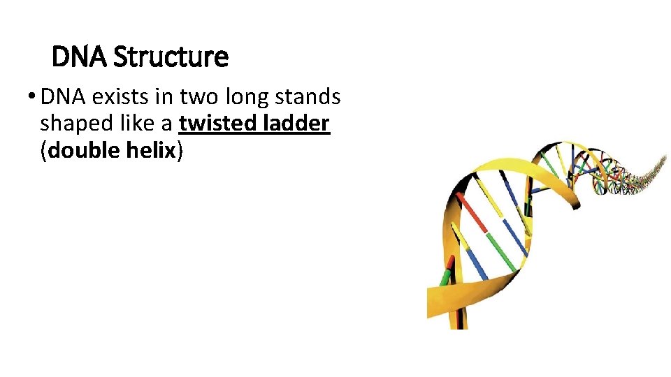 DNA Structure • DNA exists in two long stands shaped like a twisted ladder