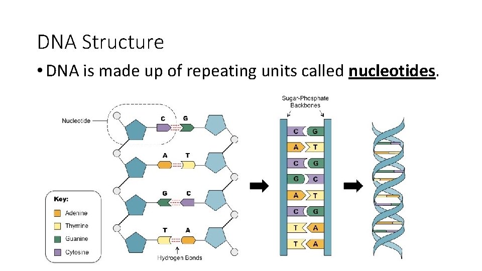 DNA Structure • DNA is made up of repeating units called nucleotides. 