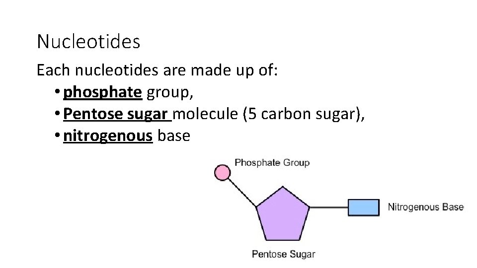 Nucleotides Each nucleotides are made up of: • phosphate group, • Pentose sugar molecule