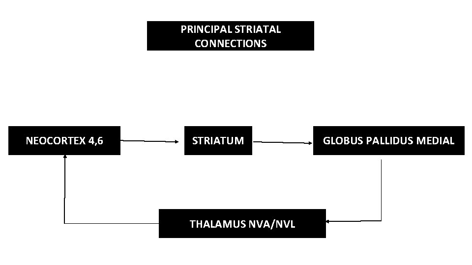 PRINCIPAL STRIATAL CONNECTIONS NEOCORTEX 4, 6 STRIATUM THALAMUS NVA/NVL GLOBUS PALLIDUS MEDIAL 