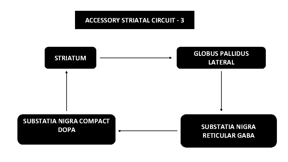 ACCESSORY STRIATAL CIRCUIT - 3 STRIATUM SUBSTATIA NIGRA COMPACT DOPA GLOBUS PALLIDUS LATERAL SUBSTATIA