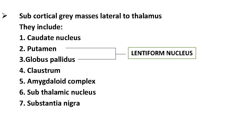 Ø Sub cortical grey masses lateral to thalamus They include: 1. Caudate nucleus 2.