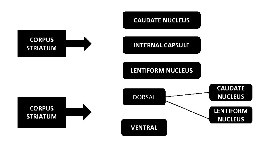 CAUDATE NUCLEUS CORPUS STRIATUM INTERNAL CAPSULE LENTIFORM NUCLEUS DORSAL CORPUS STRIATUM VENTRAL CAUDATE NUCLEUS