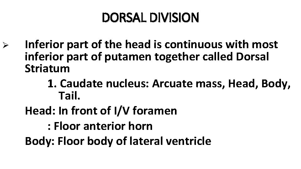 DORSAL DIVISION Ø Inferior part of the head is continuous with most inferior part