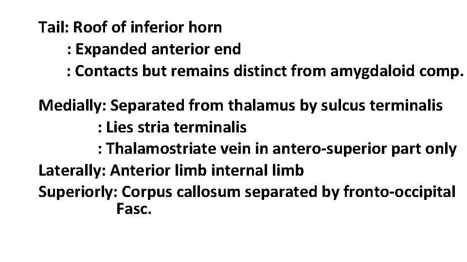 Tail: Roof of inferior horn : Expanded anterior end : Contacts but remains distinct