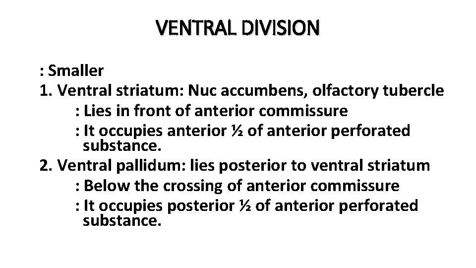 VENTRAL DIVISION : Smaller 1. Ventral striatum: Nuc accumbens, olfactory tubercle : Lies in