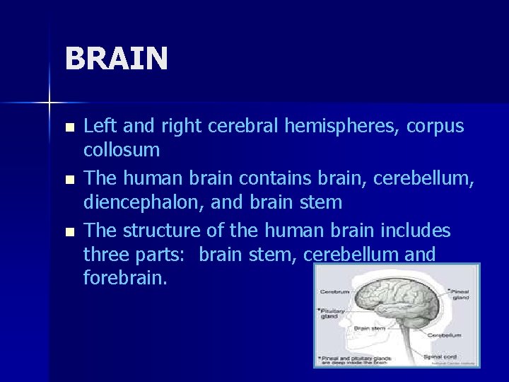 BRAIN n n n Left and right cerebral hemispheres, corpus collosum The human brain