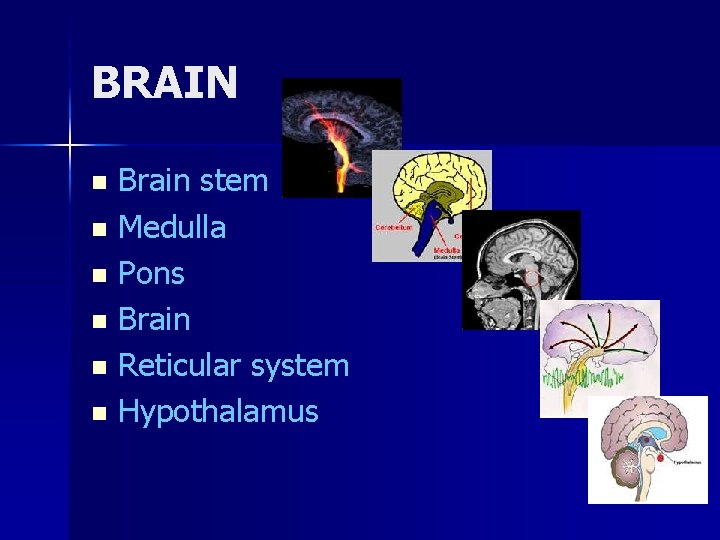 BRAIN Brain stem n Medulla n Pons n Brain n Reticular system n Hypothalamus