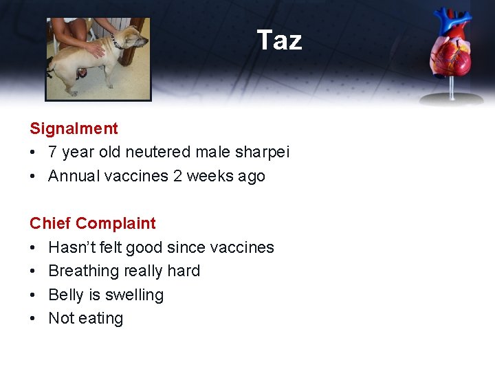 Taz Signalment • 7 year old neutered male sharpei • Annual vaccines 2 weeks