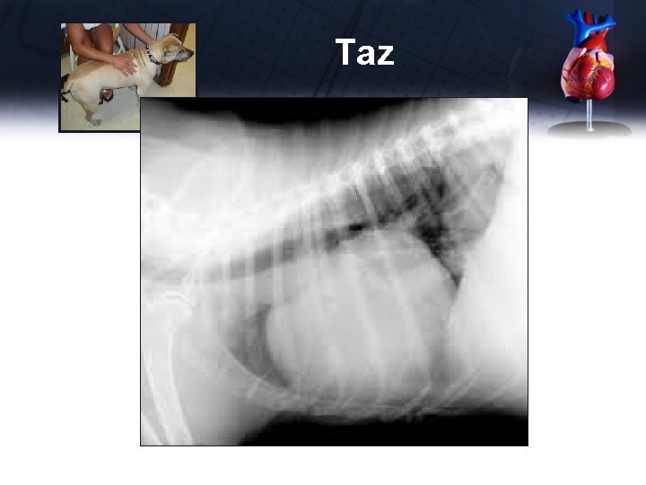 Taz 