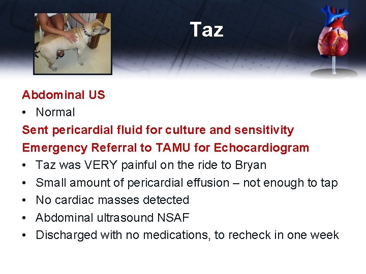 Taz Abdominal US • Normal Sent pericardial fluid for culture and sensitivity Emergency Referral