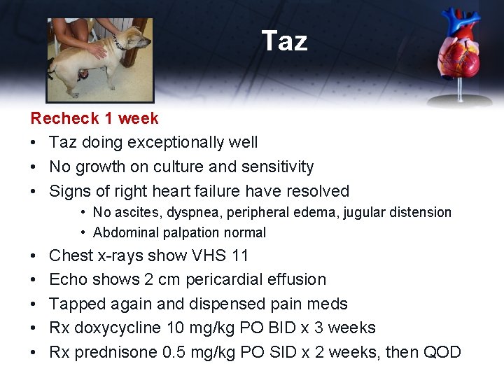 Taz Recheck 1 week • Taz doing exceptionally well • No growth on culture