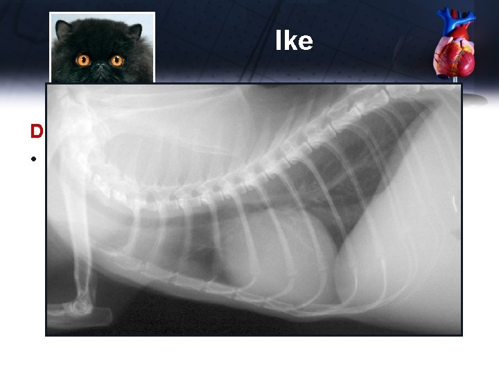 Ike Diagnostics • Chest x-rays 